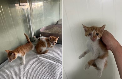 한국 고양이 이미지 파일 입니다.